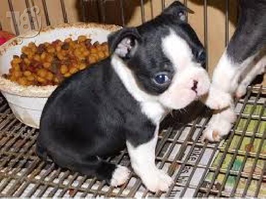 PoulaTo: Boston Terrier